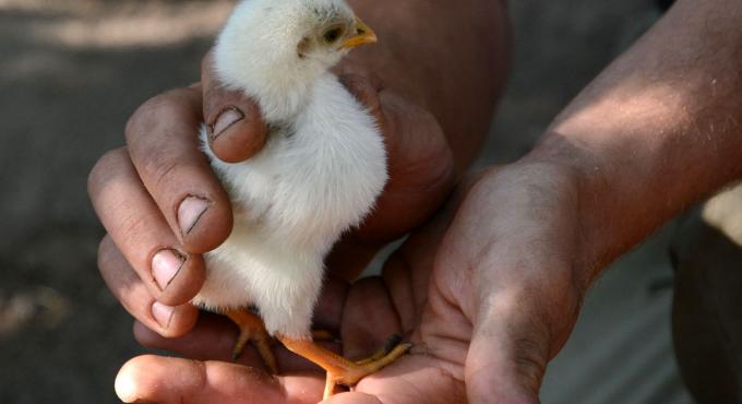 Cityfarm-Hühnchen. Foto: Cynthia Matuszewski