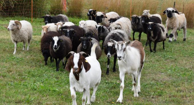 Schafe und Ziegen der CityFarm Augsburg, Foto: Cynthia Matuszewski