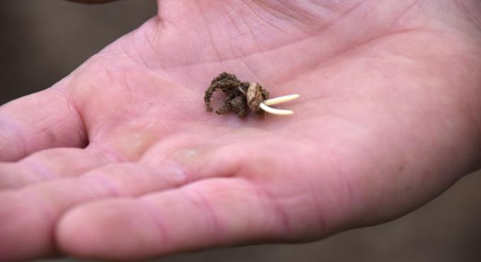 Dinkel, Keimling, Foto: Cynthia Matuszewski