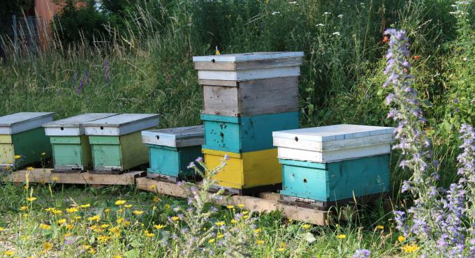 deka messebau, Augsburg, Biodiversität,  Insekten.Vielfalt.Augsburg, Foto: deka messebau