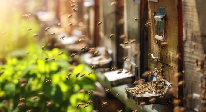 Bienen im Anflug auf ihren Bienenstock. Foto: fotolia_fotografiero