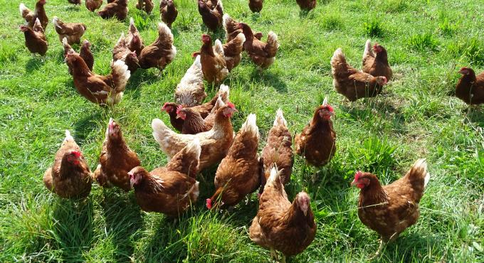 Hühner, Wiese, Schenk Hof Friesenried, Foto: Schenk Hof Friesenried