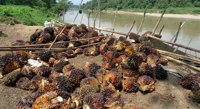Früchte der Ölpalme, Borneo