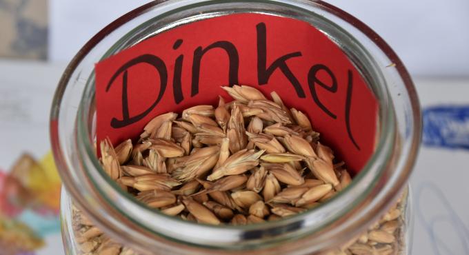 Dinkel. Foto: Cynthia Matuszewski