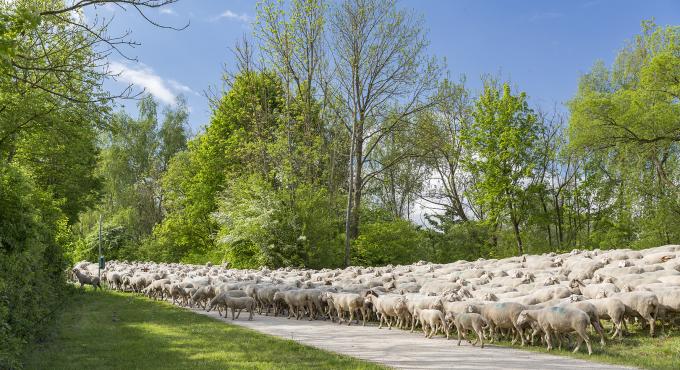 Schafaufzug im Sommerweiderevier im Naturschutzgebiet „Stadtwald Augsburg“. Foto: Norbert Liesz