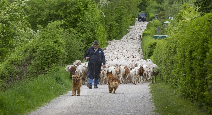 Wanderschäfer Hartl beim Schafaufzug in sein Sommerweiderevier im Naturschutzgebiet „Stadtwald Augsburg“. Foto: Norbert Liesz