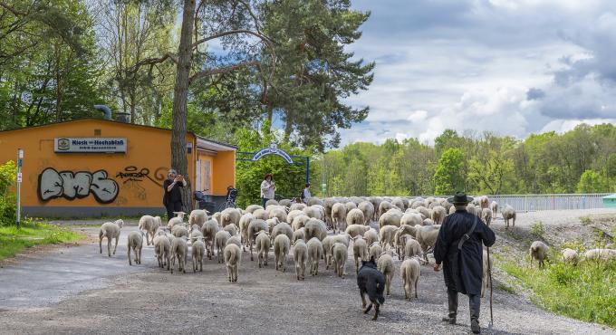 Wanderschäfer Hartl beim Schafaufzug in sein Sommerweiderevier im Naturschutzgebiet „Stadtwald Augsburg“. Foto: Norbert Liesz