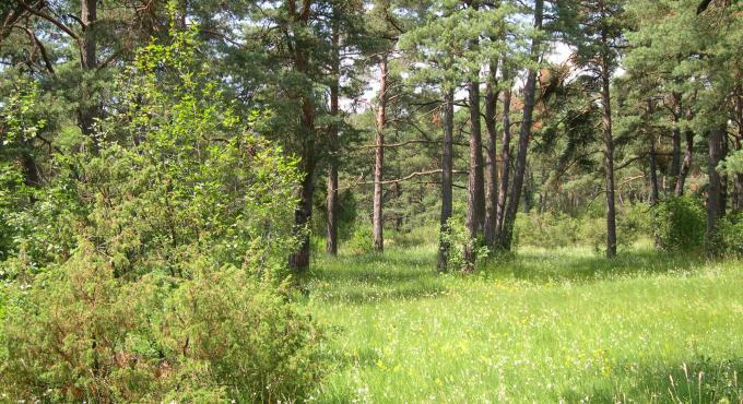 Kiefernwald, lichter Kiefernwald, Lechheide, Augsburg, Königsbrunn, Naturschutz, Artenschutz, Foto: Landschaftspflegeverband Augsburg