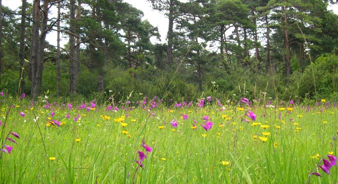 Sumpfgladiole, Lechheide, Augsburg, Königsbrunn, Naturschutz, Artenschutz, Foto: Landschaftspflegeverband Augsburg