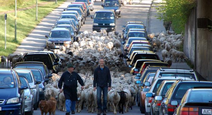 500 Schafe ziehen durch Augsburg-Lechhausen - Wanderschäfer Christian Hartl beim Schafaufzug in sein Sommerweiderevier im Naturschutzgebiet „Stadtwald Augsburg“. Foto: Nicolas Liebig