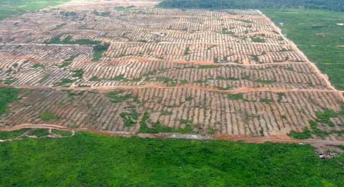 Rodung für Palmölplantage in Peru