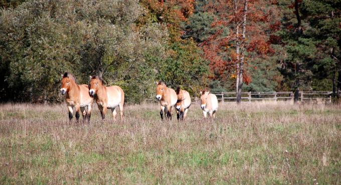 Wildpferde, Przewalski-Pferde, Lechheide, Augsburg, Königsbrunn, Naturschutz, Artenschutz, Foto: Norbert Pantel