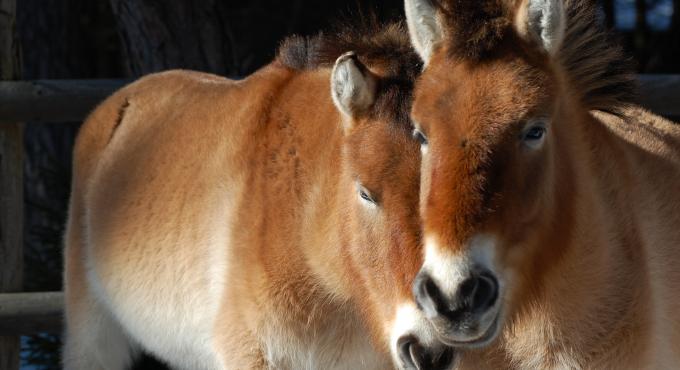 Wildpferde, Przewalski-Pferde, Lechheide, Augsburg, Königsbrunn, Naturschutz, Artenschutz, Foto: Norbert Pantel