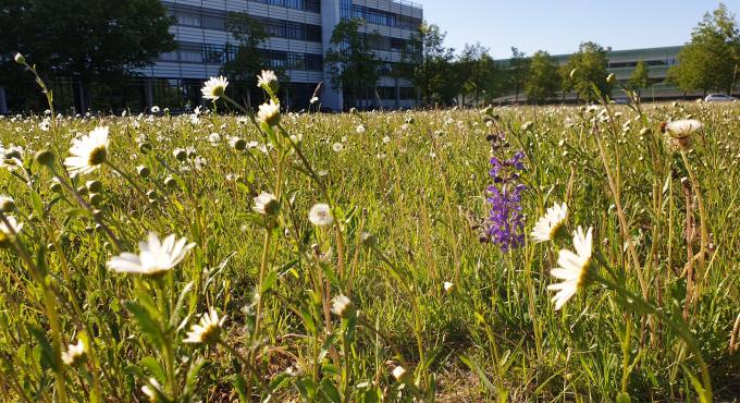 Wiese, Insektenvielfalt, Margeriten, Foto: Nicolas Liebig, Umweltstation Augsburg, Physik-Wiese, Universität Augsburg