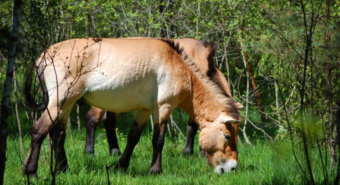 Wildpferde, Przewalski-Pferde, Lechheide, Augsburg, Königsbrunn, Naturschutz, Artenschutz, Foto: Norbert Pantel