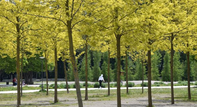 grüne Oase, kostenlos, Sheridan Park, Augsburg,Foto: Cynthia Matuszewski