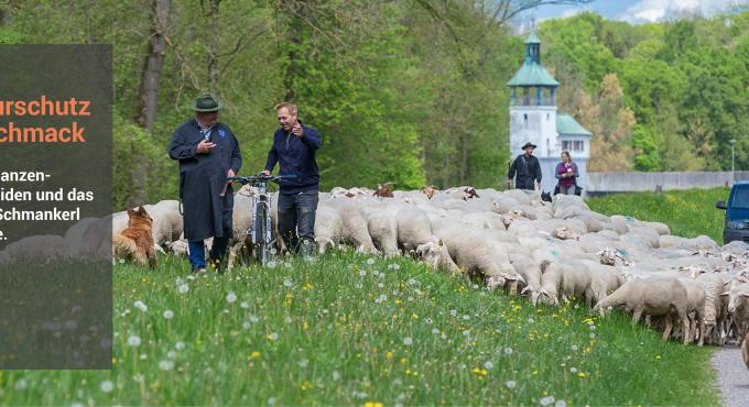Wanderschäfer Christian Hartl beim Schafaufzug in sein Sommerweiderevier im Naturschutzgebiet „Stadtwald Augsburg“. Foto: Norbert Liesz