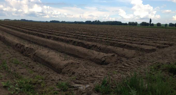 Spargelfeld. Foto: Sylvia Schaab