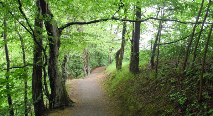 Wald, Foto: Cynthia Matuszewski