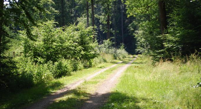 Wald, Foto: Cynthia Matuszewski