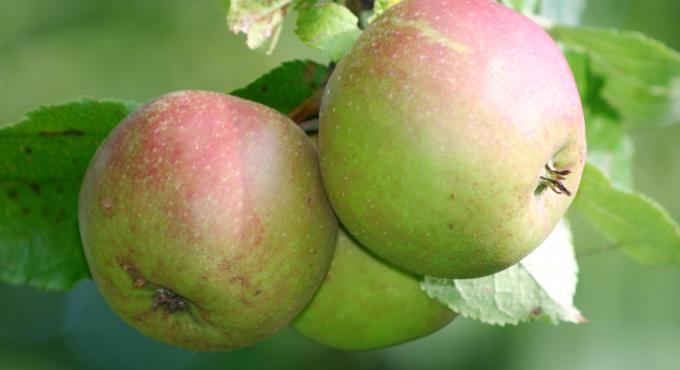 Streuobstwiesen liefern nicht nur die Ernte für leckeren Apfelsaft aus der Region, sondern erhalten und schützen auch bedrohte Ökosysteme. Foto: Marianne Wagner