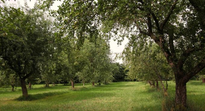 Streuobstwiesen liefern nicht nur die Ernte für leckeren Apfelsaft aus der Region, sondern erhalten und schützen auch bedrohte Ökosysteme. Foto: Marianne Wagner