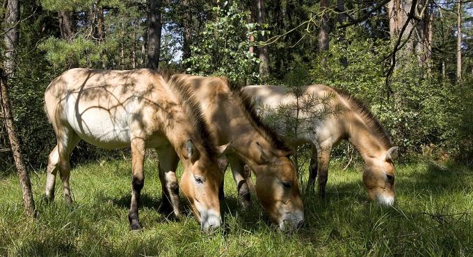 Wildpferde vom Beweidungsprojekt Stadtwald Augsburg. Foto: Landschaftspflegeverband