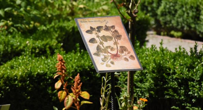 Das Augsburger Kräutergärtlein am Roten Tor - eine grüne Oase mitten in der Stadt. Foto Cynthia Matuszewski