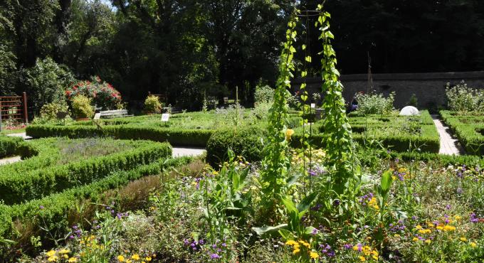Das Augsburger Kräutergärtlein am Roten Tor - eine grüne Oase mitten in der Stadt. Foto Cynthia Matuszewski