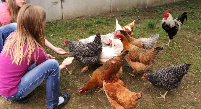 Beim Hibsch, Bauernhof, Mitmachbauernhof. Foto: Lucia Bradl