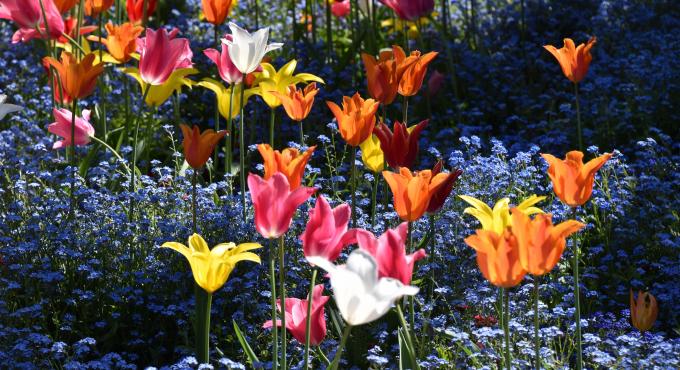 Der Botanische Garten Augsburg im Frühling - Tulpen und Vergissmeinnicht / Foto: Cynthia Matuszewski