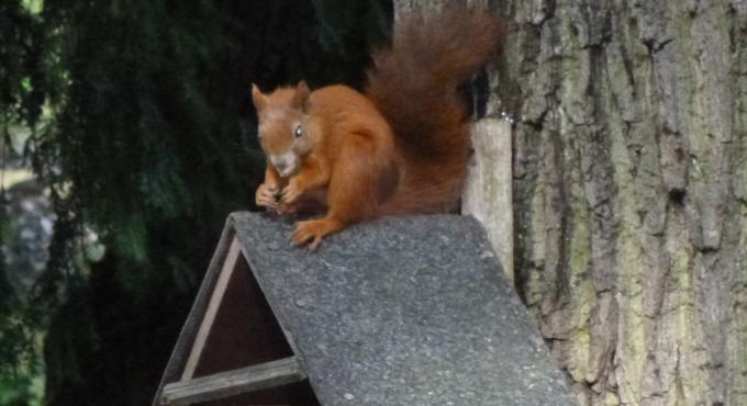 Eichhörnchen, Protestantischer Friedhof Augsburg,  Foto: Daniel Kettemer