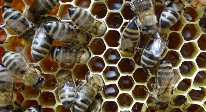 Honigbienen. Foto: Honigsammler