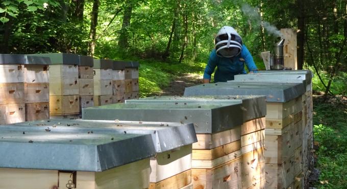 Imker bei der Arbeit. Foto: Honigsammler