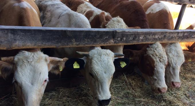 Biolandhof Mayer, Augsburg, Gersthofen, Neusäß, Bio-Fleisch, Bioland, Foto: Torsten Mertz