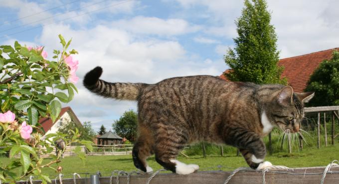 Permakulturhof Eselgarten, Foto: Decker, Reichartshofen, Stauden, Augsburg, Westliche Wälder