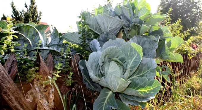 Permakulturhof Eselgarten, Foto: Decker, Reichertshofen, Stauden, Augsburg, Westliche Wälder, Esel, Garten