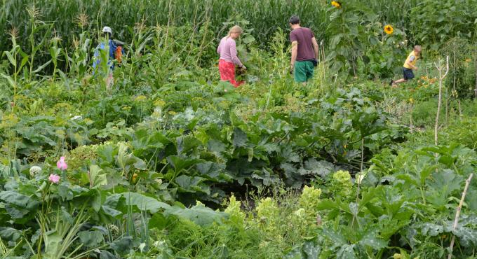 Gemüse selbst anbauen, Eigene Ernte, Sonnenacker, AUGSBURG LAND, Foto Cynthia Matuszewski, Gemüse, Augsburg