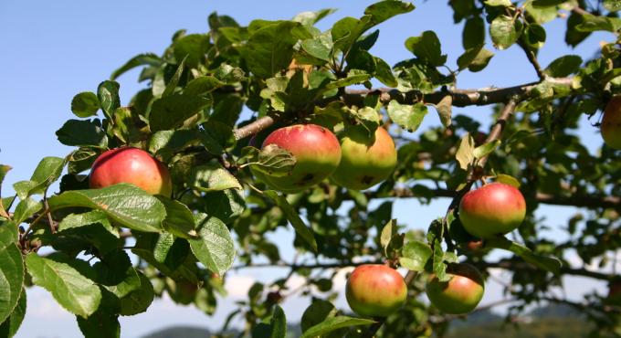 Streuobstwiesen liefern nicht nur die Ernte für leckeren Apfelsaft aus der Region, sondern erhalten und schützen auch bedrohte Ökosysteme. Foto: Marianne Wagner