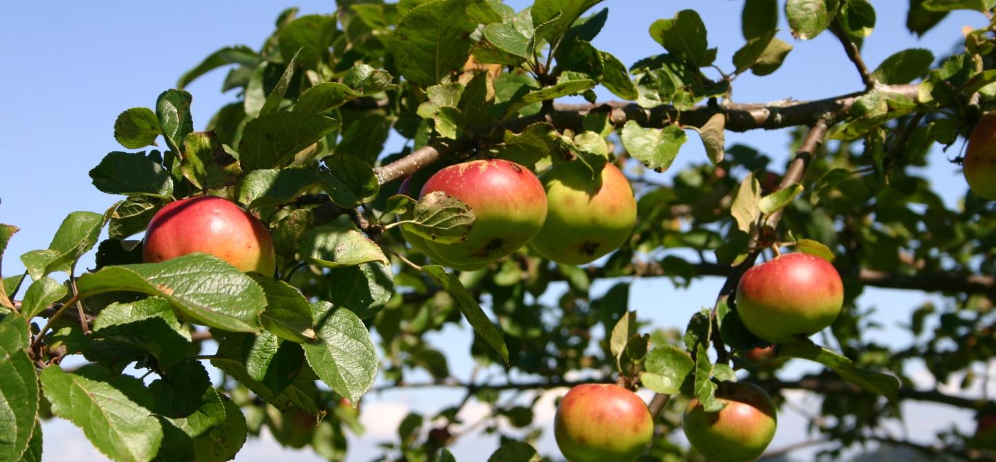 Streuobstwiesen liefern nicht nur die Ernte für leckeren Apfelsaft aus der Region, sondern erhalten und schützen auch bedrohte Ökosysteme. Foto: Marianne Wagner 